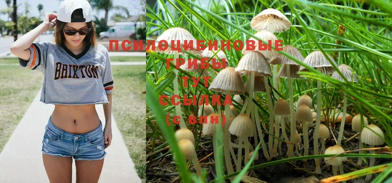 mega онион  Шелехов  Псилоцибиновые грибы Psilocybe 